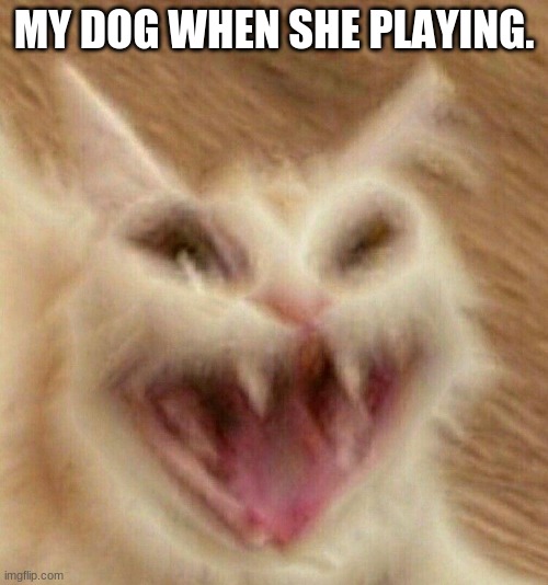 high cat | MY DOG WHEN SHE PLAYING. | image tagged in high cat | made w/ Imgflip meme maker