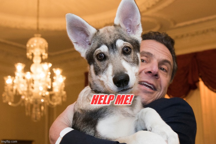 Andrew Cuomo, Ain't no Dog Lover | HELP ME! | image tagged in andrew cuomo,pervert,peta | made w/ Imgflip meme maker