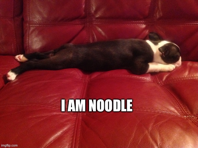 Noodle Dog | image tagged in funny,dog,noodles,lazy | made w/ Imgflip meme maker