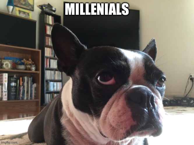Millenials | image tagged in dog,millennial,funny memes,funny,boomer | made w/ Imgflip meme maker