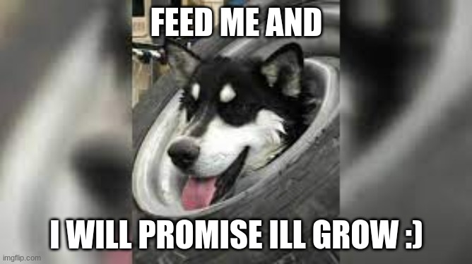 Feed the dog | FEED ME AND; I WILL PROMISE ILL GROW :) | image tagged in funny | made w/ Imgflip meme maker