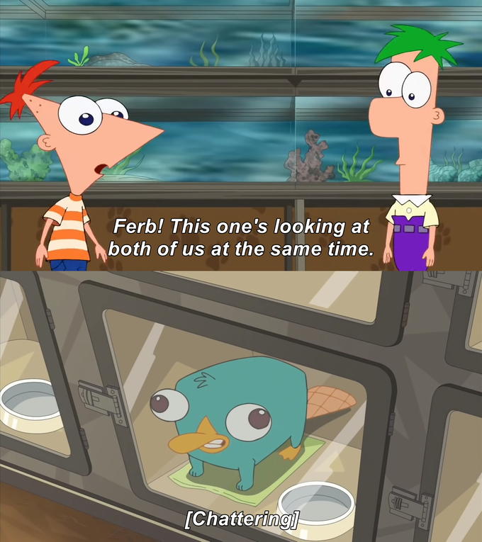Ferb This Ones Looking At Us At The Same Time Blank Meme Template