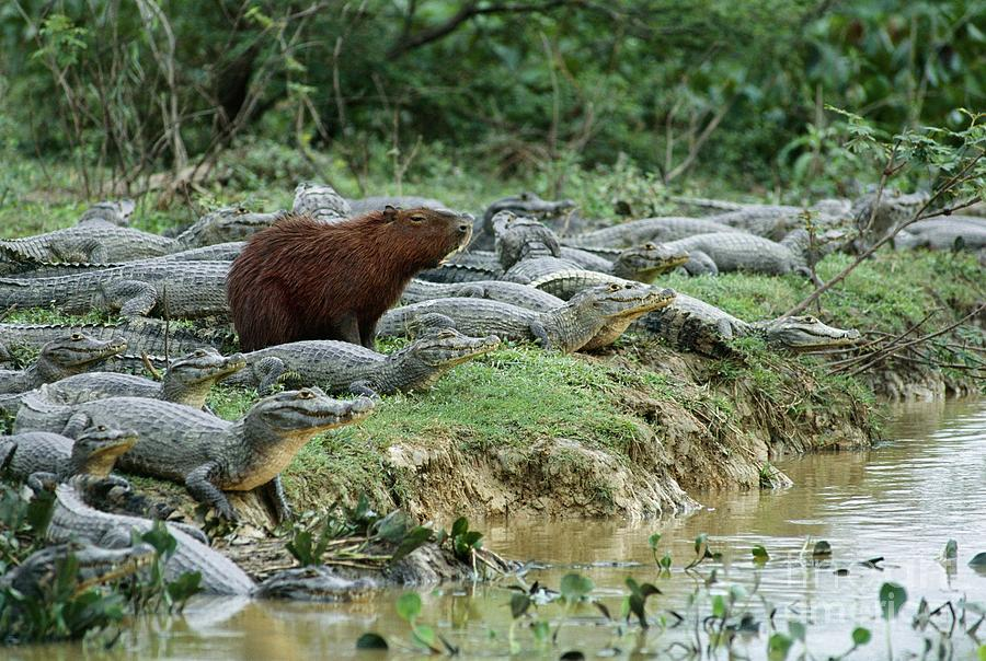 Capybara and Caimans Blank Meme Template