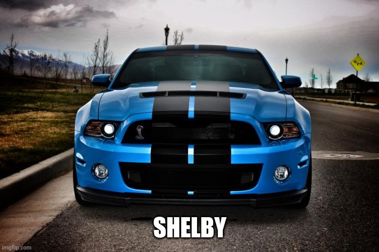 Shelby Meme | SHELBY | image tagged in shelby meme | made w/ Imgflip meme maker