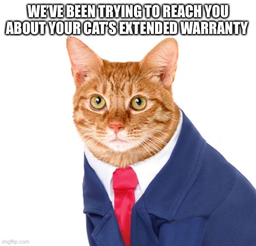 A cat’s warranty | WE’VE BEEN TRYING TO REACH YOU ABOUT YOUR CAT’S EXTENDED WARRANTY | image tagged in cat,car warranty,spammers | made w/ Imgflip meme maker