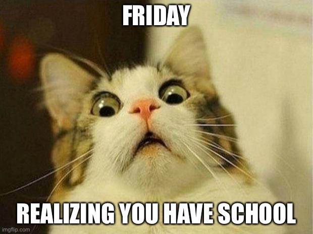 Scared Cat | FRIDAY; REALIZING YOU HAVE SCHOOL | image tagged in memes,scared cat,oops,friday,funny memes,cats | made w/ Imgflip meme maker