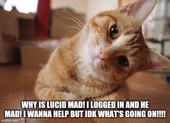 Curious Question Cat | WHY IS LUCID MAD! I LOGGED IN AND HE MAD! I WANNA HELP BUT IDK WHAT'S GOING ON!!!! | image tagged in curious question cat | made w/ Imgflip meme maker