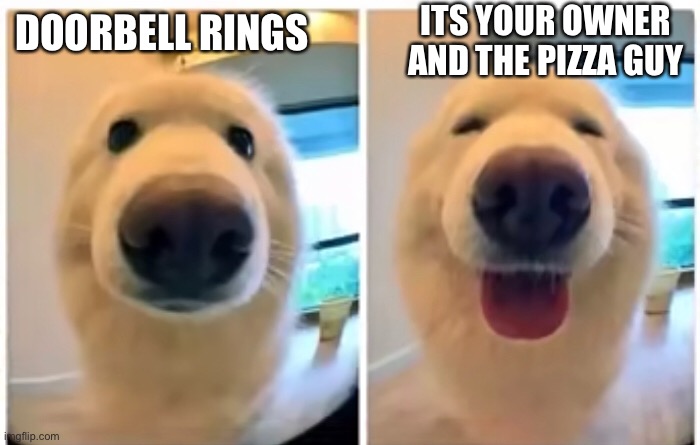 This dog is so cute | ITS YOUR OWNER AND THE PIZZA GUY; DOORBELL RINGS | image tagged in memes | made w/ Imgflip meme maker