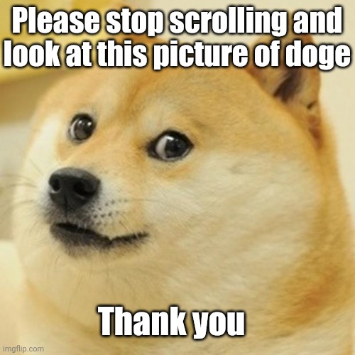 Doge | Please stop scrolling and look at this picture of doge; Thank you | image tagged in memes,doge | made w/ Imgflip meme maker