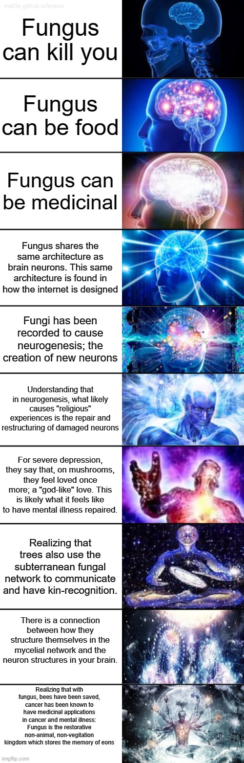My mind was blown when my lefty science values discovered the research in fungi as well as psilocybin. | Fungus can kill you; Fungus can be food; Fungus can be medicinal; Fungus shares the same architecture as brain neurons. This same architecture is found in how the internet is designed; Fungi has been recorded to cause neurogenesis; the creation of new neurons; Understanding that in neurogenesis, what likely causes "religious" experiences is the repair and restructuring of damaged neurons; For severe depression, they say that, on mushrooms, they feel loved once more; a "god-like" love. This is likely what it feels like to have mental illness repaired. Realizing that trees also use the subterranean fungal network to communicate and have kin-recognition. There is a connection between how they structure themselves in the mycelial network and the neuron structures in your brain. Realizing that with fungus, bees have been saved, cancer has been known to have medicinal applications in cancer and mental illness:
Fungus is the restorative non-animal, non-vegitation kingdom which stores the memory of eons | image tagged in 10-tier expanding brain,shrooms,magic mushrooms,medicine,mind blown,pro science | made w/ Imgflip meme maker