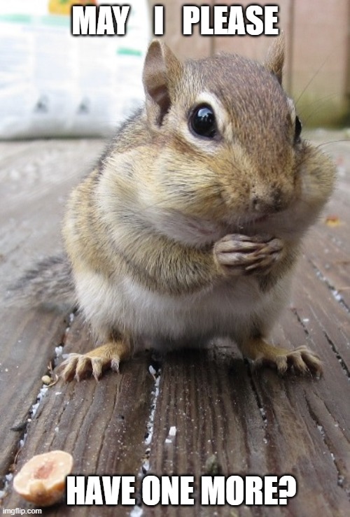 Begging Chipmunk |  MAY    I   PLEASE; HAVE ONE MORE? | image tagged in chipmunk,chipmunks,chipmunk and peanut | made w/ Imgflip meme maker
