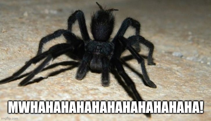 tarantula | MWHAHAHAHAHAHAHAHAHAHAHA! | image tagged in tarantula | made w/ Imgflip meme maker