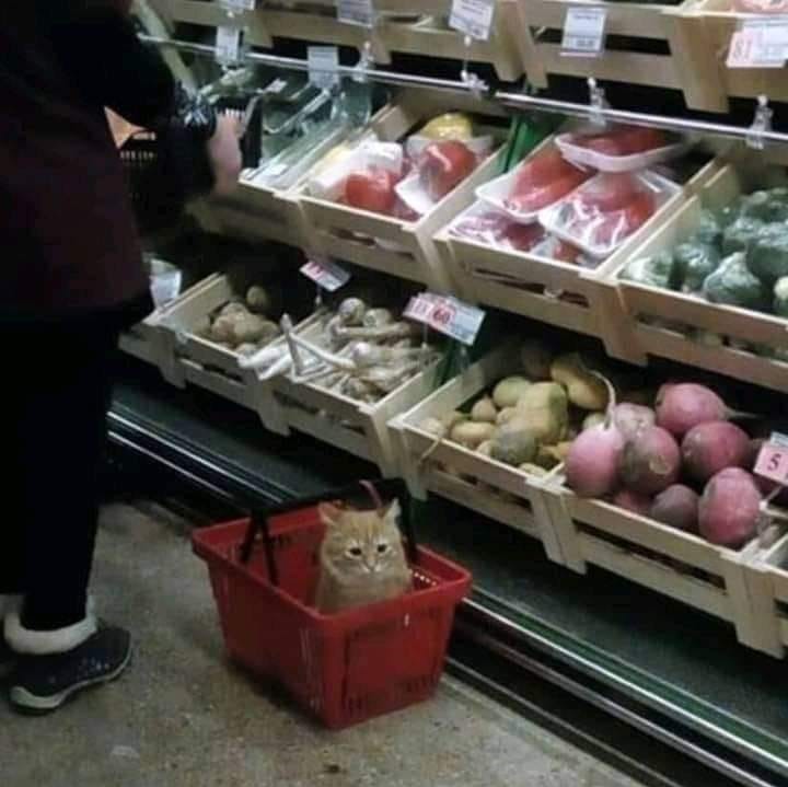 Cat in Shopping Basket Blank Meme Template