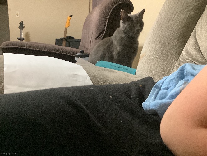 Cat | made w/ Imgflip meme maker