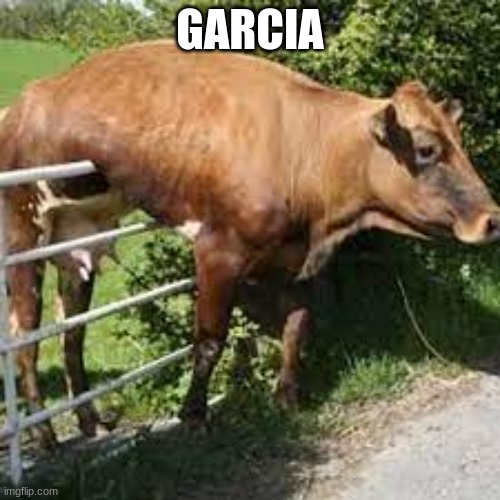 piece of garcia for you | GARCIA | image tagged in cow | made w/ Imgflip meme maker