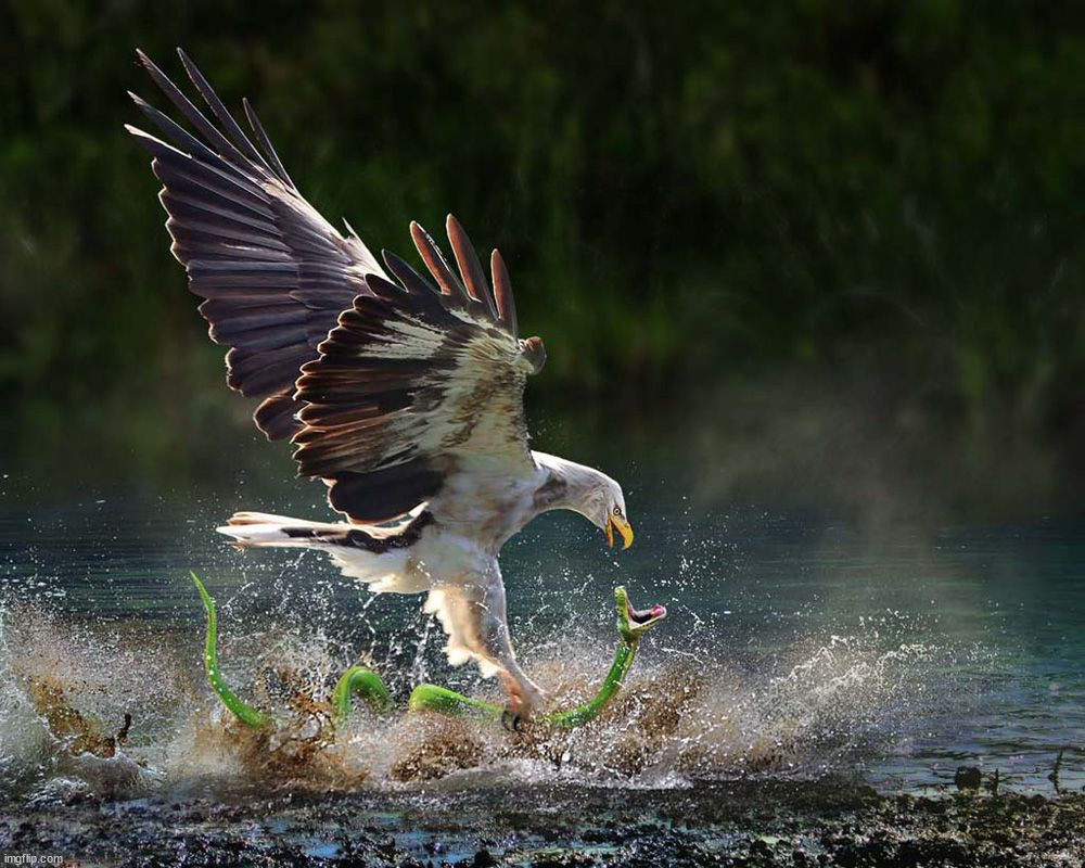 image tagged in awesome | made w/ Imgflip meme maker