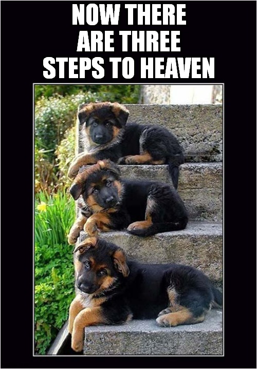 I Want Theses Dogs ! | NOW THERE
ARE THREE
STEPS TO HEAVEN | image tagged in fun,dogs,song lyrics | made w/ Imgflip meme maker
