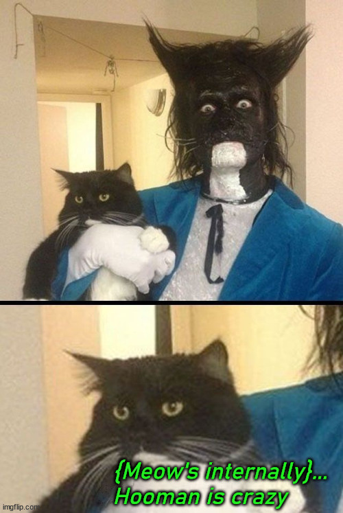 {Meow's internally}... Hooman is crazy | image tagged in cats | made w/ Imgflip meme maker