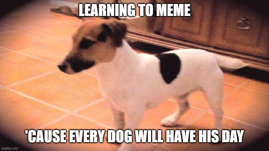 LEARNING TO MEME; 'CAUSE EVERY DOG WILL HAVE HIS DAY | image tagged in dog comms | made w/ Imgflip meme maker