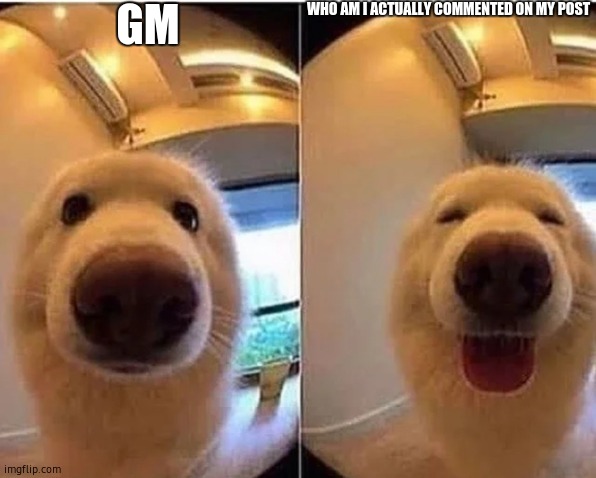 wholesome doggo | GM; WHO AM I ACTUALLY COMMENTED ON MY POST | image tagged in wholesome doggo | made w/ Imgflip meme maker