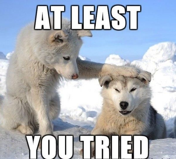 image tagged in animals,dogs