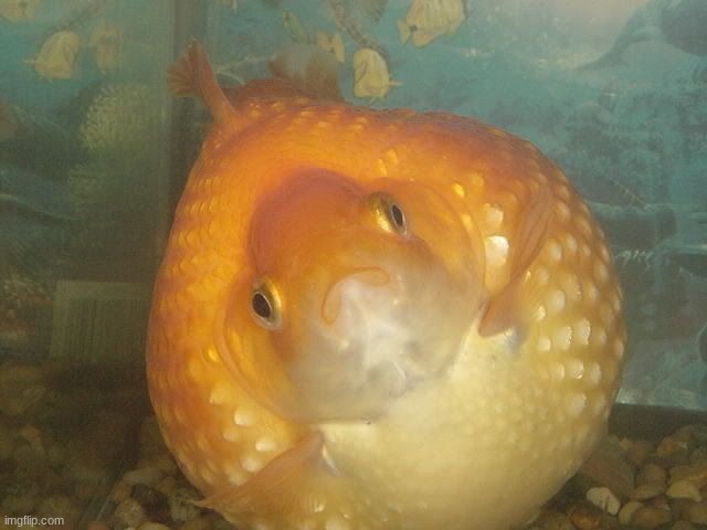 Fat goldfish | image tagged in fat goldfish | made w/ Imgflip meme maker