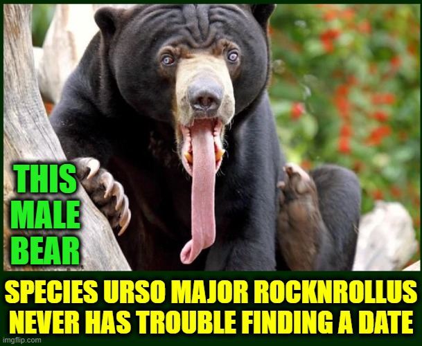 Slurps, National Geo Single of the Week, loves his honey | THIS
MALE
BEAR; SPECIES URSO MAJOR ROCKNROLLUS
NEVER HAS TROUBLE FINDING A DATE | image tagged in vince vance,long tongue,bears,memes,black bear,national geographic | made w/ Imgflip meme maker