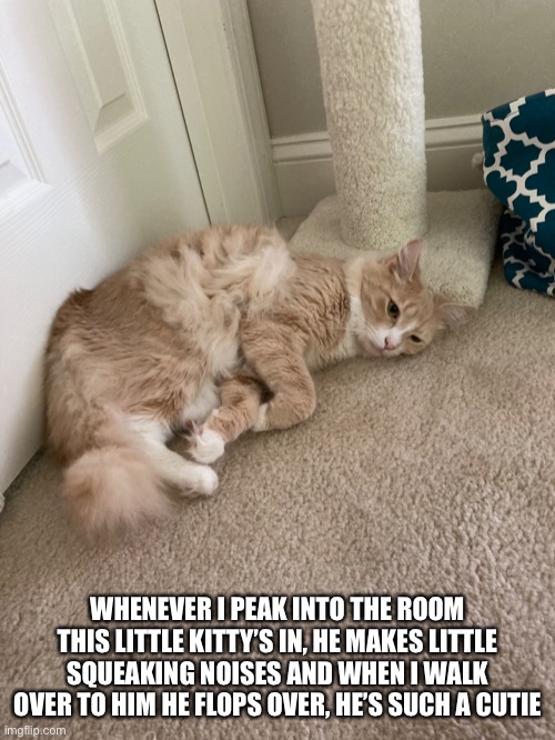 WHENEVER I PEAK INTO THE ROOM THIS LITTLE KITTY’S IN, HE MAKES LITTLE SQUEAKING NOISES AND WHEN I WALK OVER TO HIM HE FLOPS OVER, HE’S SUCH A CUTIE | made w/ Imgflip meme maker