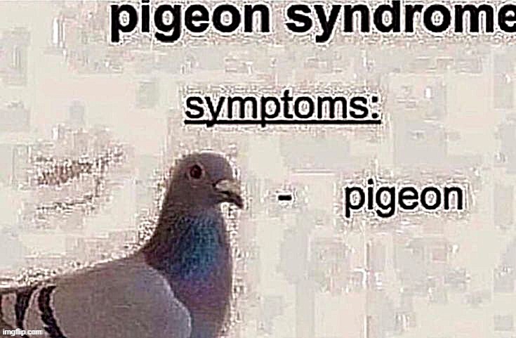 i think i have pigeon syndrome.. ;-; | image tagged in bruh moment,pigeon | made w/ Imgflip meme maker
