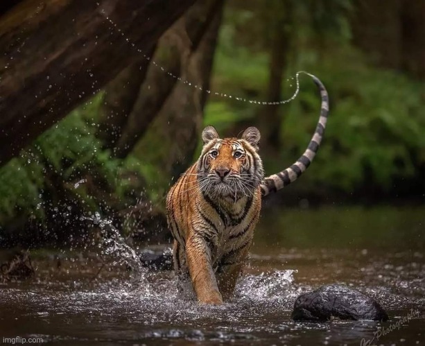 Tiger Stroll   Photo credit: @claudiakraheberger | image tagged in big cats,tigers,beautiful,photography,awesome,pic | made w/ Imgflip meme maker