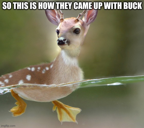 DBUCK | SO THIS IS HOW THEY CAME UP WITH BUCK | made w/ Imgflip meme maker