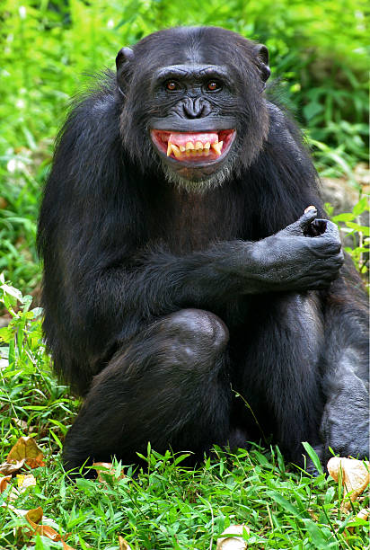 High Quality Smiling Chimp Blank Meme Template