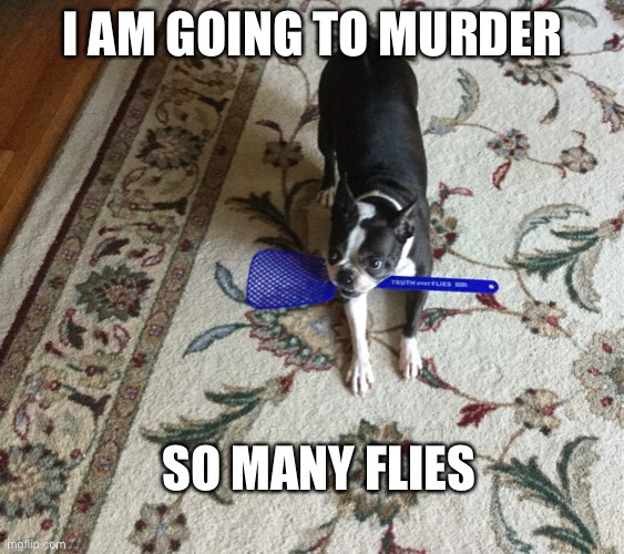 Superdog | image tagged in fly,dog | made w/ Imgflip meme maker