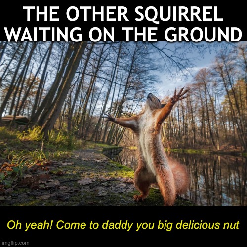THE OTHER SQUIRREL WAITING ON THE GROUND Oh yeah! Come to daddy you big delicious nut | made w/ Imgflip meme maker