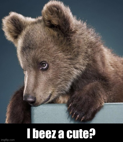 I beez a cute? | made w/ Imgflip meme maker