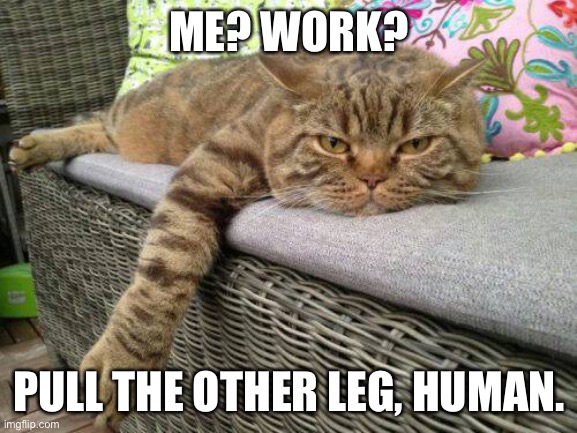 Bored Cat | ME? WORK? PULL THE OTHER LEG, HUMAN. | image tagged in bored cat | made w/ Imgflip meme maker