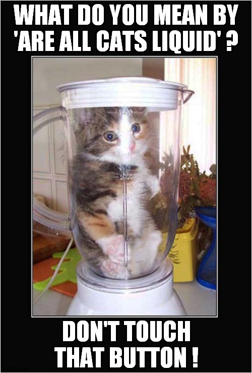 Please Note: There Are NO Blades In That Blender ! | WHAT DO YOU MEAN BY 'ARE ALL CATS LIQUID' ? DON'T TOUCH THAT BUTTON ! | image tagged in cats,blender,no blades | made w/ Imgflip meme maker