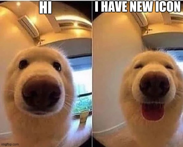 wholesome doggo | HI; I HAVE NEW ICON | image tagged in wholesome doggo | made w/ Imgflip meme maker