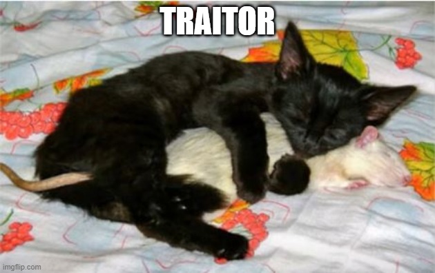 Cmon Cat! | TRAITOR | image tagged in funny cat | made w/ Imgflip meme maker