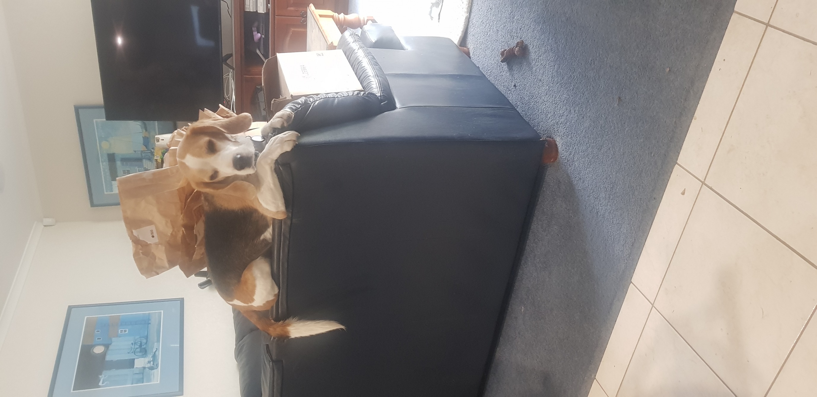 High Quality lockdown beagle refuses to work Blank Meme Template