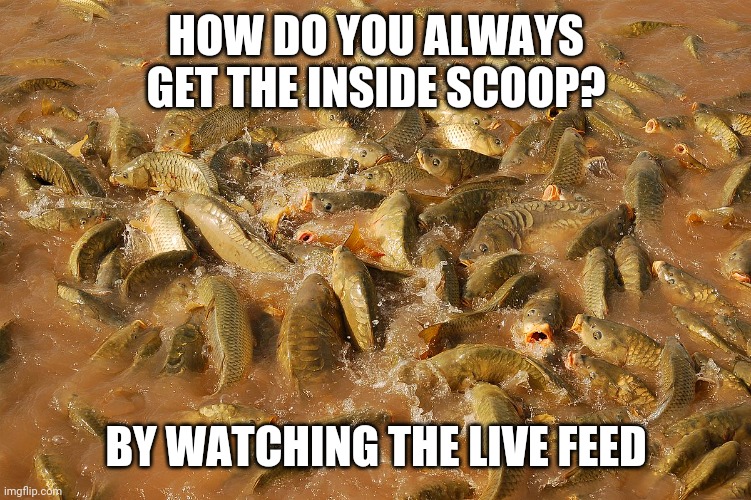 Live Feed | HOW DO YOU ALWAYS GET THE INSIDE SCOOP? BY WATCHING THE LIVE FEED | image tagged in feed me | made w/ Imgflip meme maker