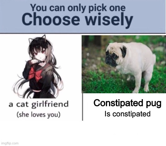Choose wisely my friend |  Constipated pug; Is constipated | image tagged in choose wisely | made w/ Imgflip meme maker