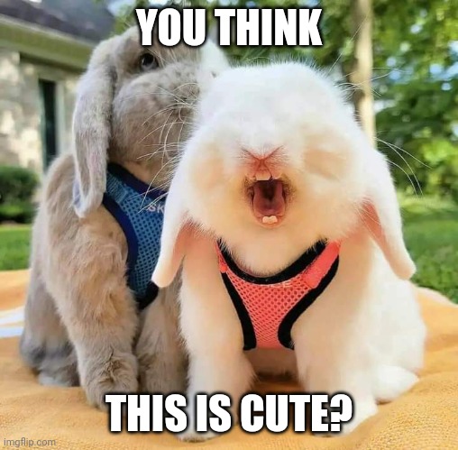 BUNNY DON'T LIKE IT | YOU THINK; THIS IS CUTE? | image tagged in bunny,rabbit,bunnies | made w/ Imgflip meme maker