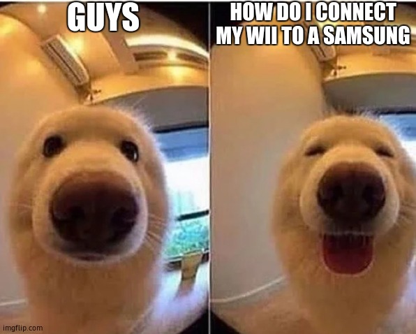 wholesome doggo | GUYS; HOW DO I CONNECT MY WII TO A SAMSUNG | image tagged in wholesome doggo | made w/ Imgflip meme maker