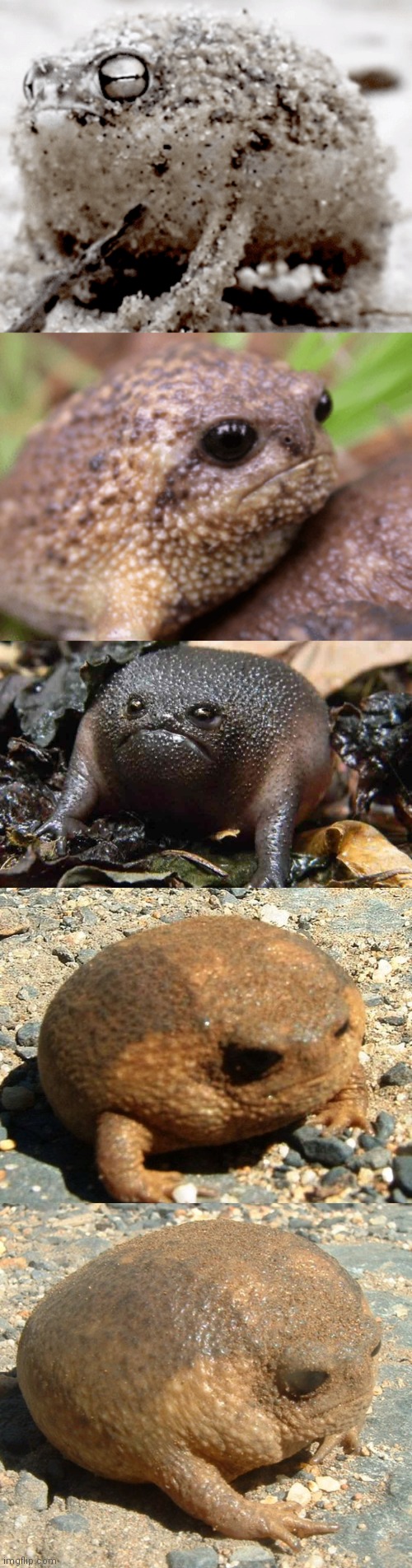 Here are some sad fat frogs. Goodbye. | made w/ Imgflip meme maker