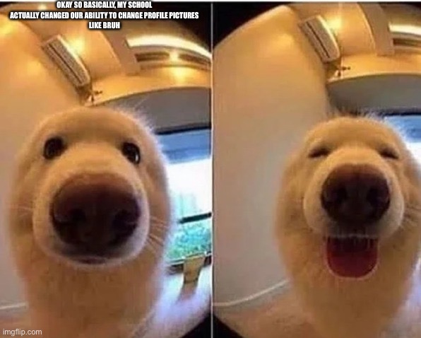 wholesome doggo | OKAY SO BASICALLY, MY SCHOOL ACTUALLY CHANGED OUR ABILITY TO CHANGE PROFILE PICTURES
LIKE BRUH | image tagged in wholesome doggo | made w/ Imgflip meme maker