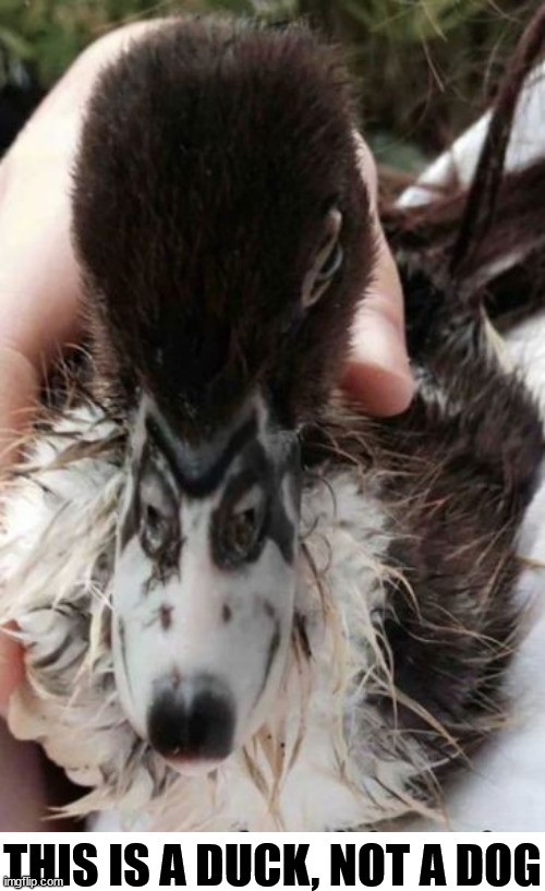 THIS IS A DUCK, NOT A DOG | image tagged in ducks | made w/ Imgflip meme maker