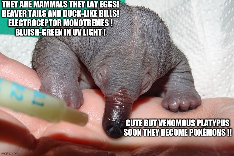 platypus | THEY ARE MAMMALS THEY LAY EGGS!
BEAVER TAILS AND DUCK-LIKE BILLS!
ELECTROCEPTOR MONOTREMES !
BLUISH-GREEN IN UV LIGHT ! CUTE BUT VENOMOUS PLATYPUS
SOON THEY BECOME POKÉMONS !! | image tagged in funny memes | made w/ Imgflip meme maker