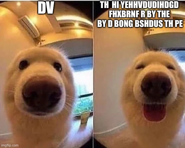 wholesome doggo | DV; TH  HI YEHHVDUDIHDGD FHXBRNF R BY THE  BY D BONG BSHDUS TH PE | image tagged in wholesome doggo | made w/ Imgflip meme maker