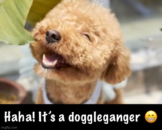 Haha! It’s a doggleganger ? | made w/ Imgflip meme maker